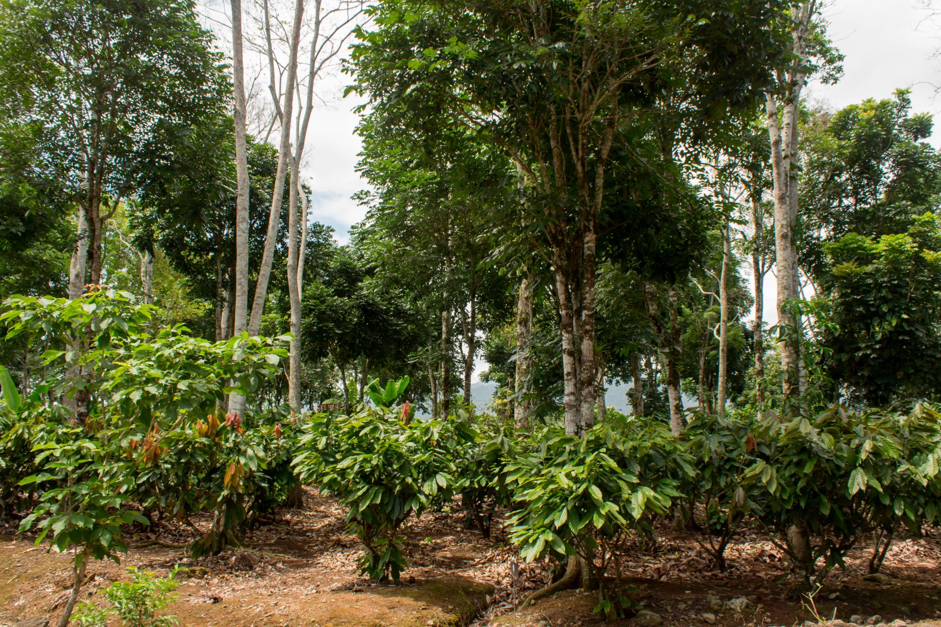 Ejemplo de sistemas agroforestales (SAF)